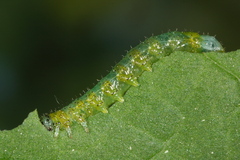 Euura olfaciens