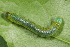 Euura olfaciens
