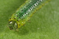 Euura olfaciens