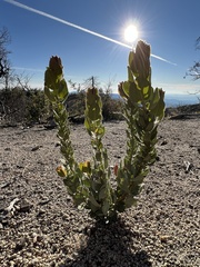 Arctostaphylos pringlei drupacea