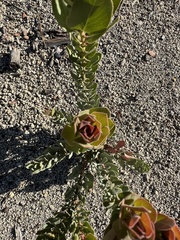 Arctostaphylos pringlei drupacea