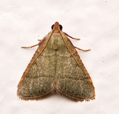 Hypsopygia nostralis