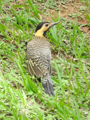 Colaptes campestris campestris