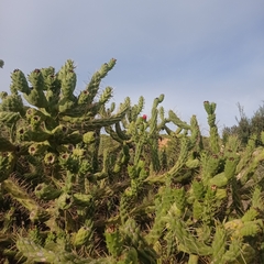 Austrocylindropuntia subulata