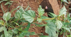 Commicarpus