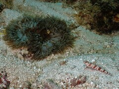 Heteractis aurora