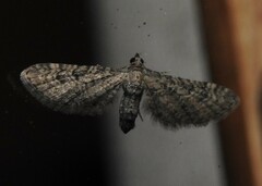 Eupithecia huachuca