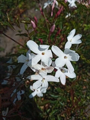 Jasminum polyanthum