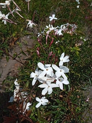 Jasminum polyanthum