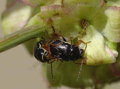 Cryptocephalus flavipes