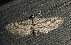 Eupithecia huachuca