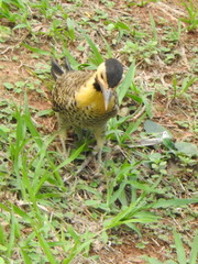 Colaptes campestris campestris