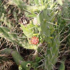 Austrocylindropuntia subulata