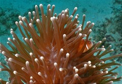 Heteractis magnifica