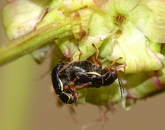 Cryptocephalus flavipes