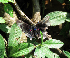 Lyropteryx apollonia
