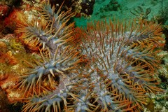 Acanthaster planci