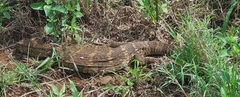 Varanus albigularis albigularis