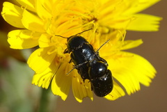 Cryptocephalus violaceus