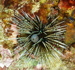 Echinothrix calamaris