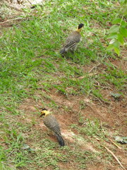 Colaptes campestris campestris