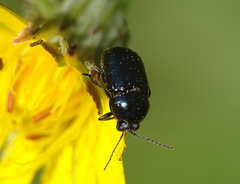 Cryptocephalus violaceus