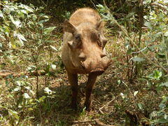 Phacochoerus africanus massaicus