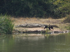 Crocodylus niloticus