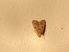 Aglossa disciferalis