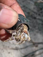Coenobita compressus