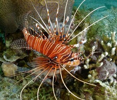 Pterois antennata