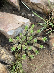 Anthacanthae