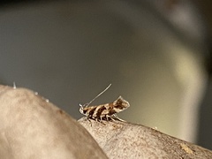 Aristotelia roseosuffusella