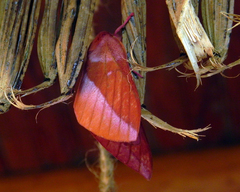 Othorene purpurascens