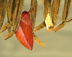 Othorene purpurascens