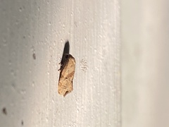 Platphalonidia
