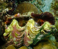 Tridacna