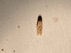 Platphalonidia
