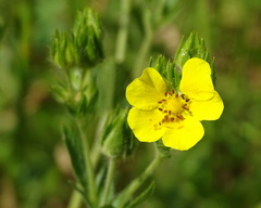 Potentilla recta obscura
