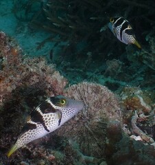 Canthigaster valentini