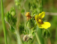 Potentilla recta obscura