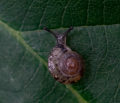 Hygromia cinctella