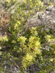 Calytrix flavescens