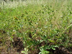 Potentilla recta obscura