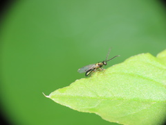 Miscogastrinae