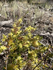 Calytrix flavescens