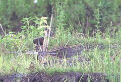 Rostratula benghalensis