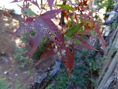 Acer serrulatum