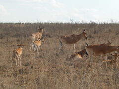 Alcelaphus buselaphus cokii