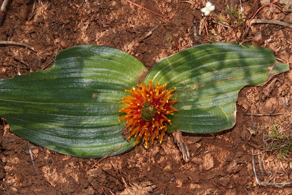 Daubenya marginata, East of Tankwa Karoo, Namakwa District Municipality, South Africa